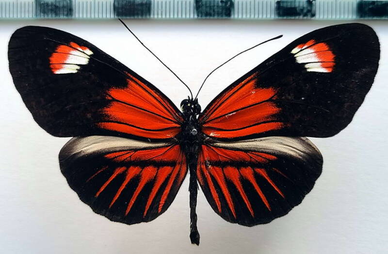 heliconius_melpomene_forme_7-standard-aldfhi.jpg