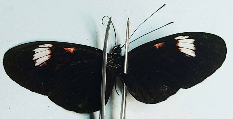 heliconius_melpomene_forme_indiv_m_eq-standard-u51h8x.jpg