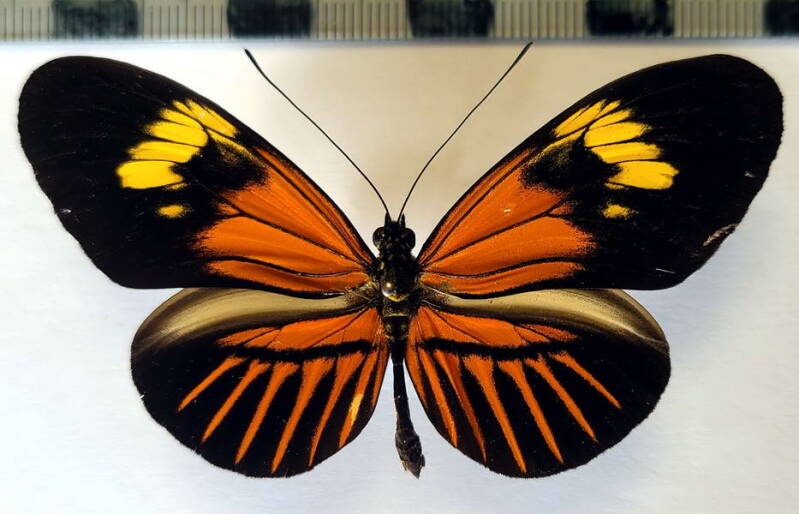 heliconius_melpomene_maletti_m03_per-standard-n02fic.jpg