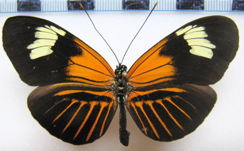 heliconius_melpomene_malleti02_per-standard.jpg