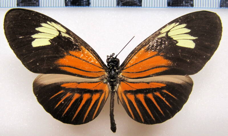 heliconius_melpomene_malleti_bresil-standard.jpg