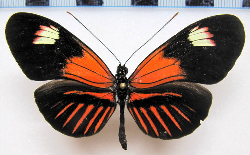 heliconius_melpomene_malleti_dione01_eq-standard-p6myog.jpg