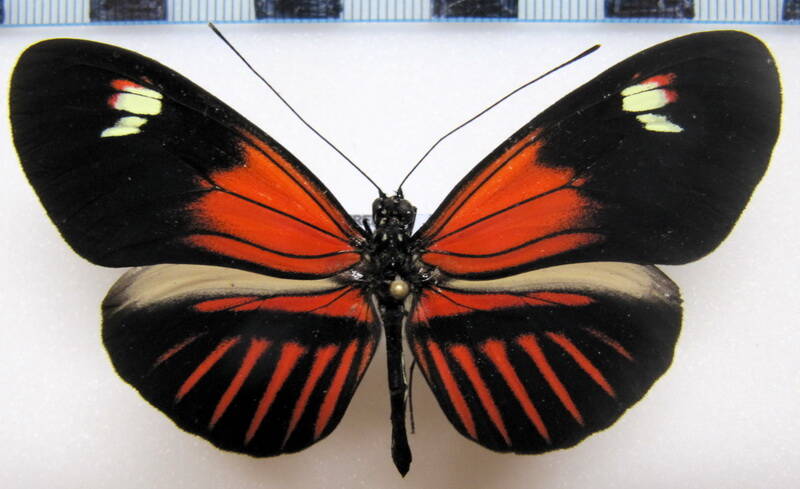 heliconius_melpomene_malleti_dione02_eq-standard.jpg