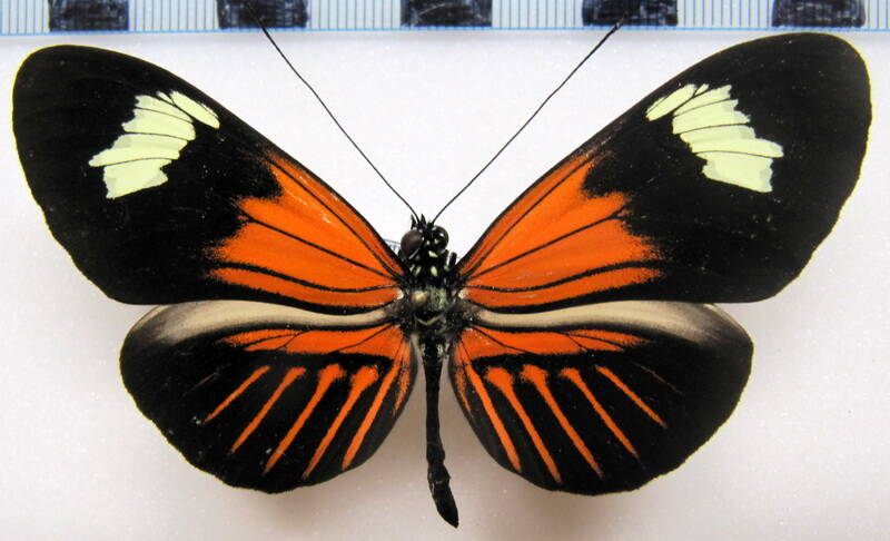 heliconius_melpomene_malleti_eq-standard.jpg