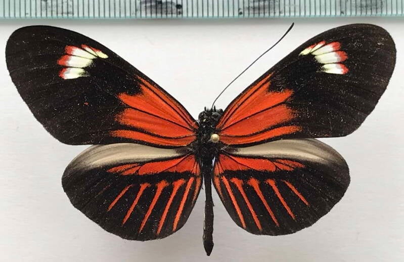 heliconius_melpomene_malleti_f-dione03_m_eq-standard.jpg