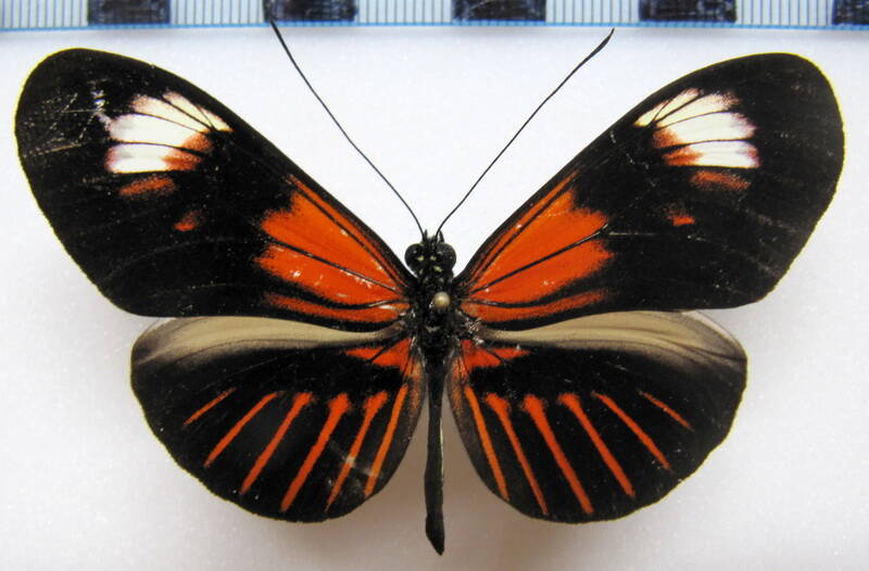 heliconius_melpomene_malleti_gratiosa02_eq-standard-1cwljo.jpg