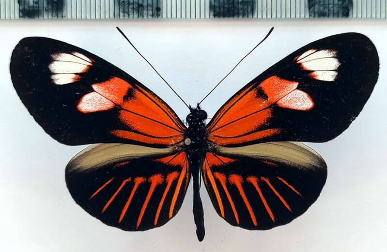 heliconius_melpomene_malleti_m07_eq-standard.jpg
