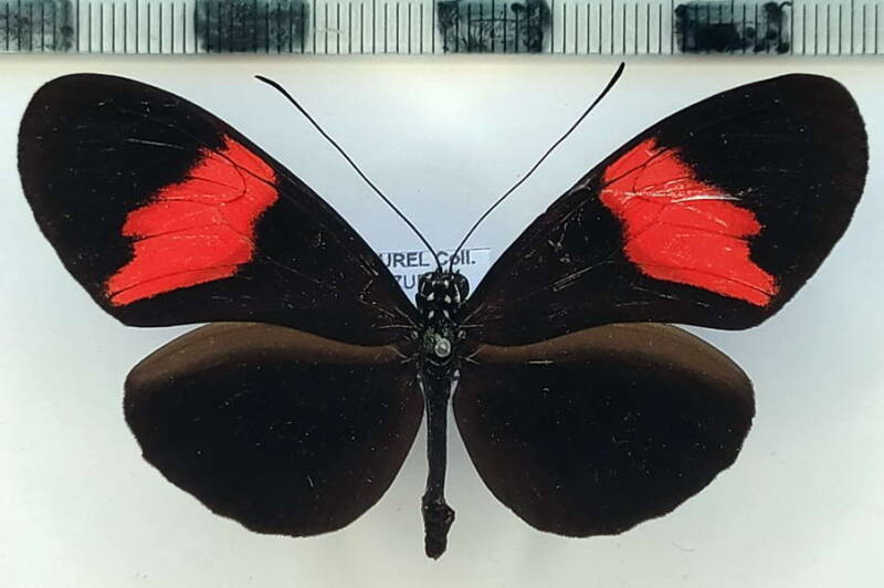heliconius_melpomene_melpomene_m_vnz-standard.jpg