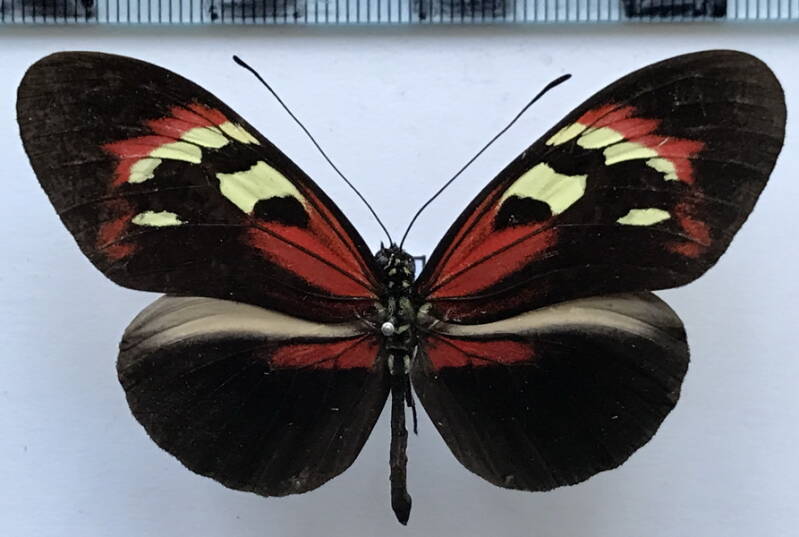 heliconius_melpomene_meriana_fascinatrix_m02_gf-standard.jpg
