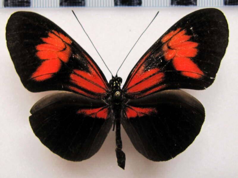 heliconius_melpomene_meriana_rubroflammea02-standard.jpg