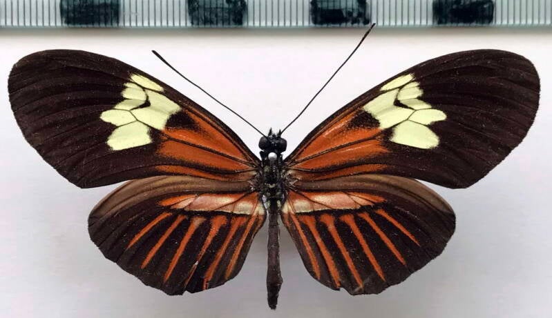 heliconius_melpomene_penelope_margarita03_bol-standard.jpg