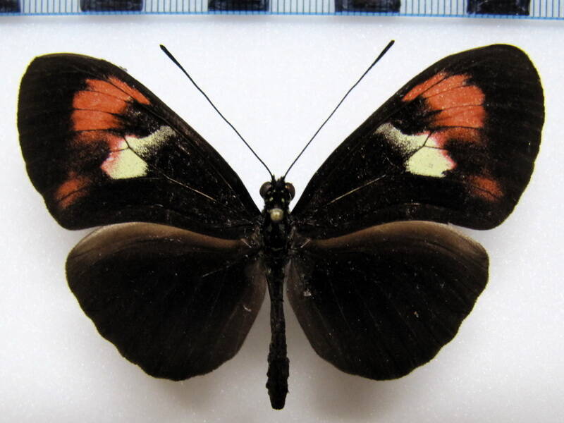 heliconius_melpomene_plesseni06_eq-standard.jpg