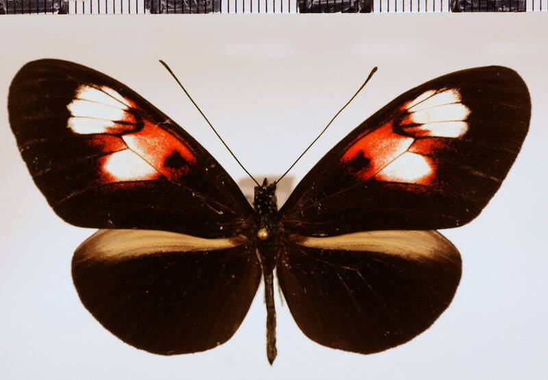 heliconius_melpomene_plesseni_corona-standard.jpg