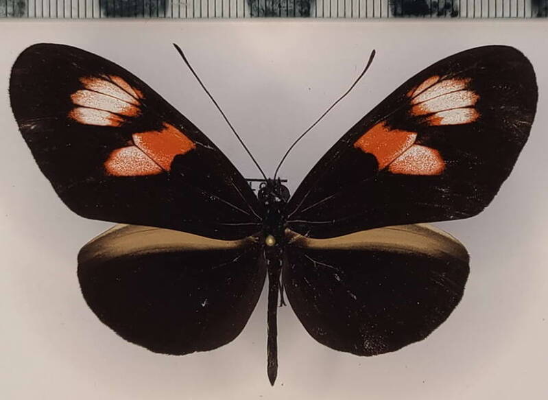 heliconius_melpomene_plesseni_diadema_m_eq-standard.jpg