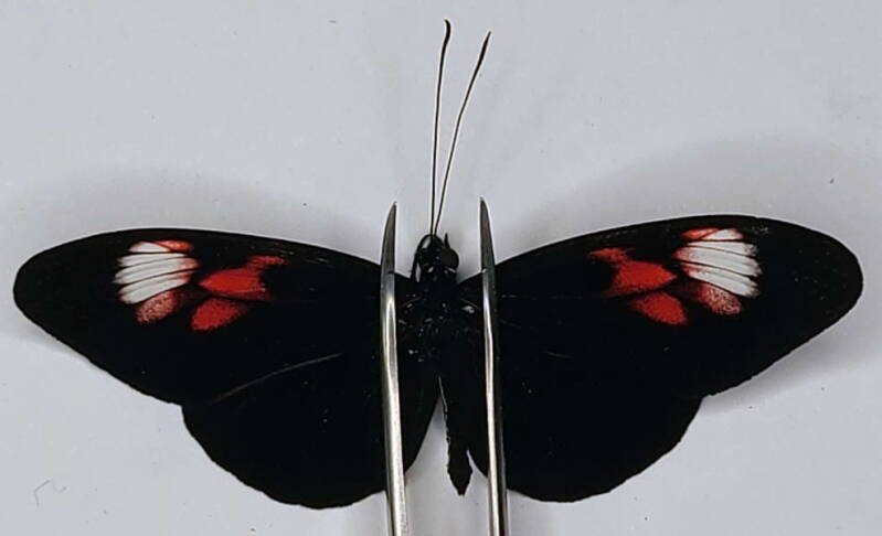 heliconius_melpomene_plesseni_diadema_m_eq_o-standard.jpg