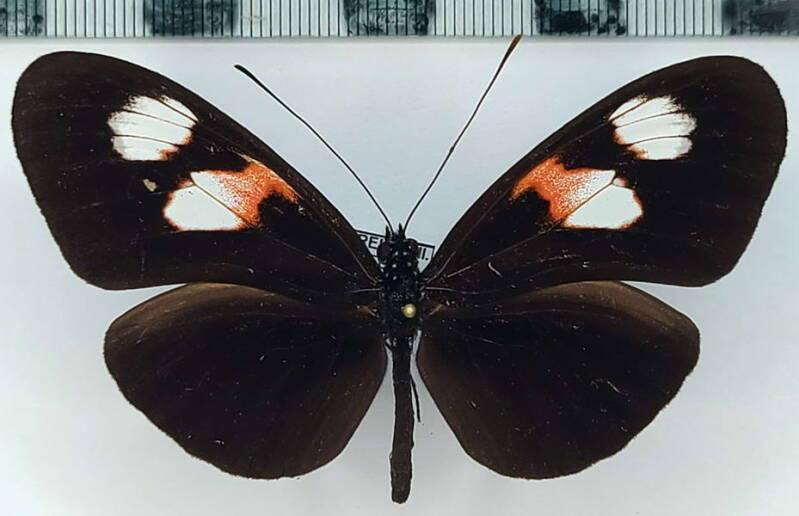 heliconius_melpomene_plesseni_f_eq-standard-xw545d.jpg