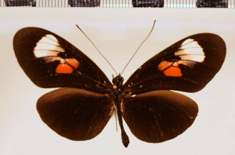 heliconius_melpomene_plesseni_forme-03-standard.jpg