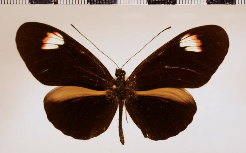 heliconius_melpomene_plesseni_unimaculata-standard.jpg