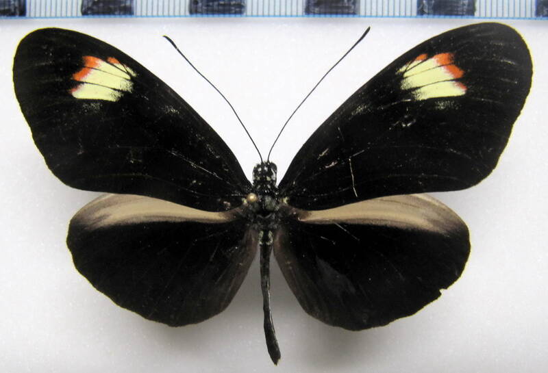 heliconius_melpomene_plesseni_unimaculata02_eq-standard.jpg