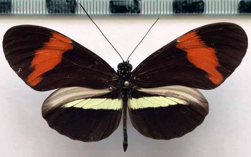 heliconius_melpomene_rosina_m03_cr-standard.jpg