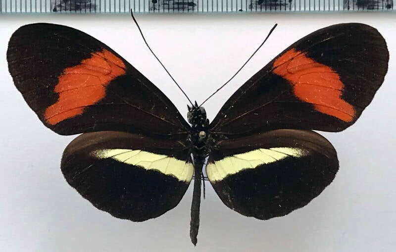 heliconius_melpomene_rosina_m_cr-standard.jpg
