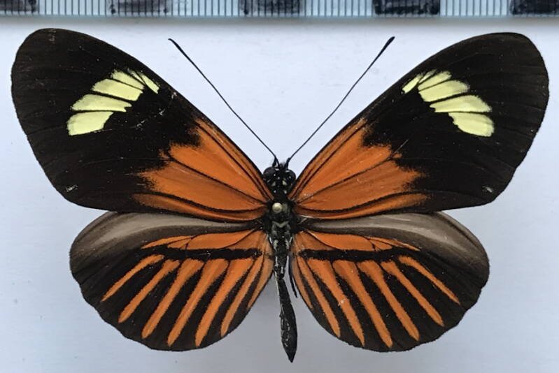 heliconius_melpomene_shanckei_m_per-standard.jpg