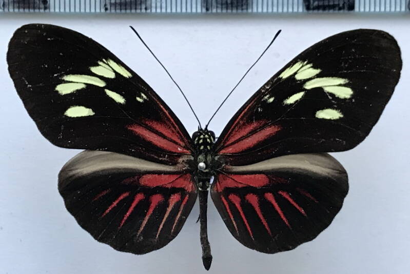 heliconius_melpomene_thelxiopeia_m04_gf-standard.jpg