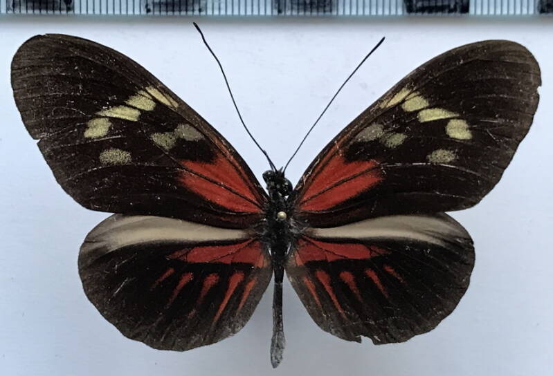heliconius_melpomene_thelxiopeia_m06_gf-standard.jpg