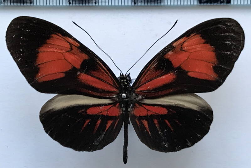heliconius_melpomene_thelxiopeia_m07_gf-standard.jpg