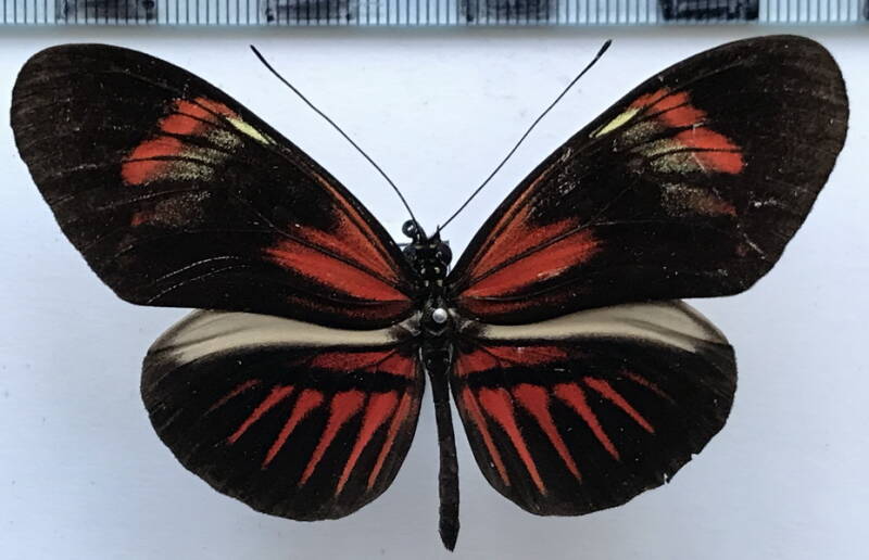 heliconius_melpomene_thelxiopeia_nigroidens_m02_gf-standard.jpg