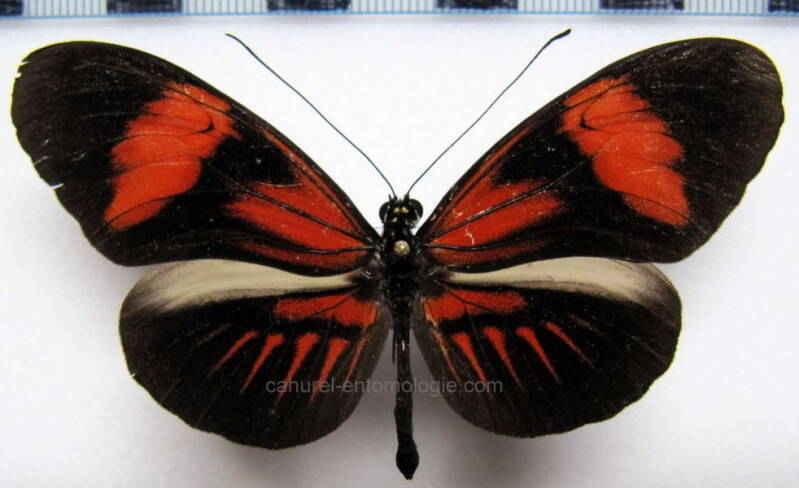 heliconius_melpomene_thelxiopeia_tyche_gf-standard.jpg