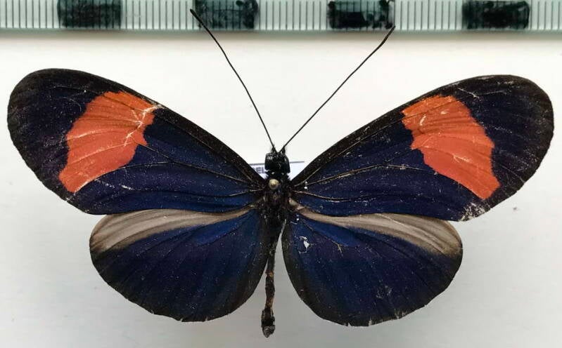 heliconius_melpomene_vulcanus_m_col-standard.jpg