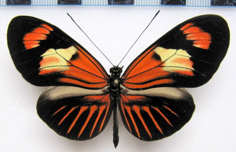 heliconius_melpomene_xenoclea_perou06-standard.jpg