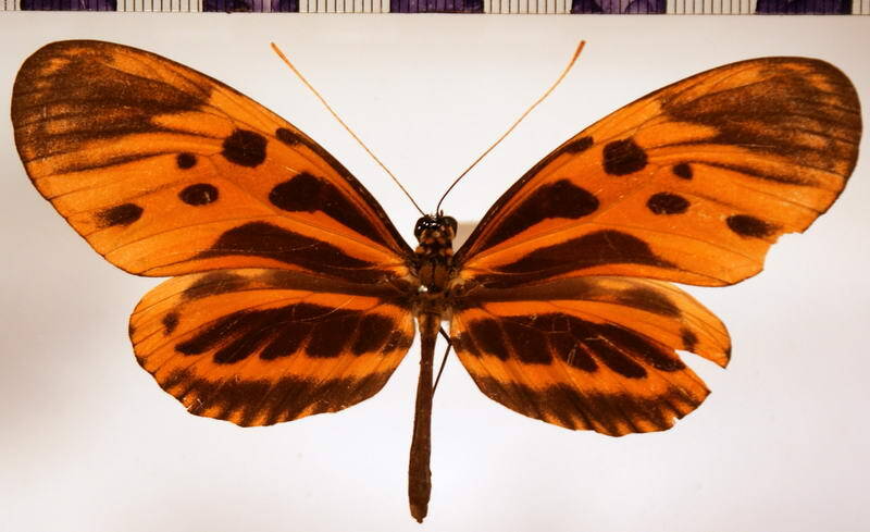 heliconius_numata_arcuella_f-standard.jpg