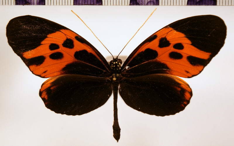 heliconius_numata_aristonia_a-standard.jpg