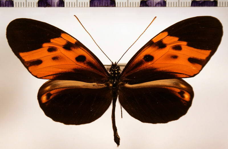 heliconius_numata_aristonia_m01-standard.jpg