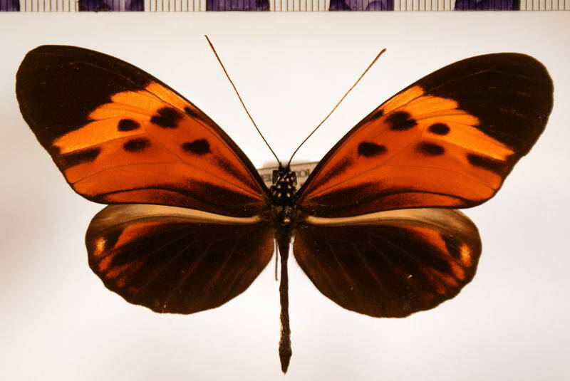 heliconius_numata_aristonia_splendida-standard.jpg
