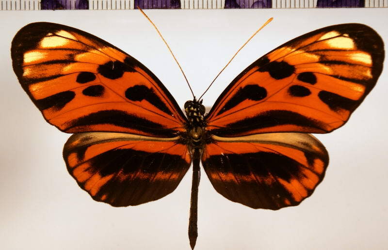 heliconius_numata_aurora06-standard.jpg
