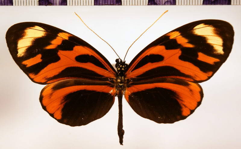 heliconius_numata_aurora_f01-standard.jpg