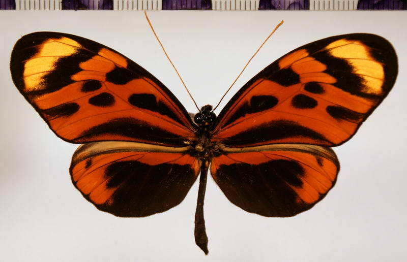 heliconius_numata_aurora_m01-standard-oil68y.jpg