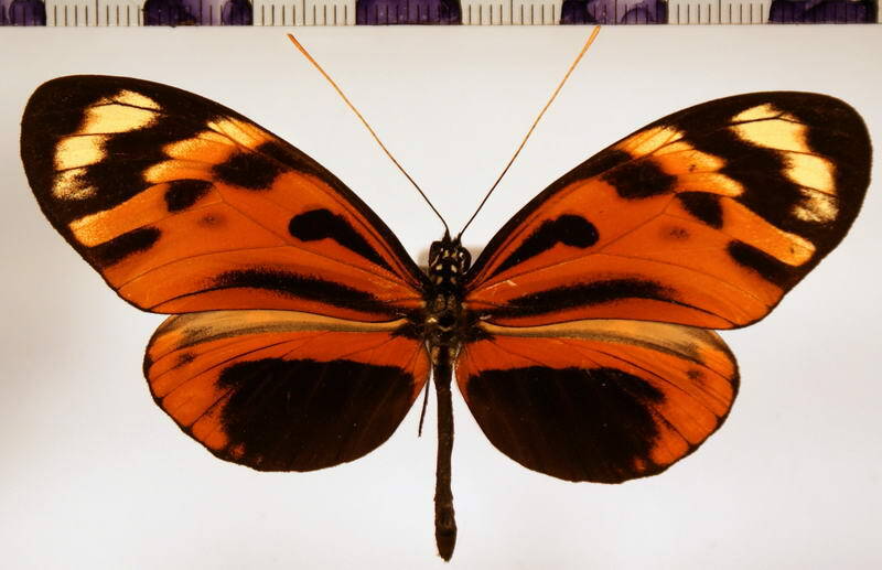 heliconius_numata_aurora_m02-standard.jpg