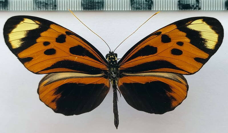 heliconius_numata_aurora_m_eq-standard.jpg