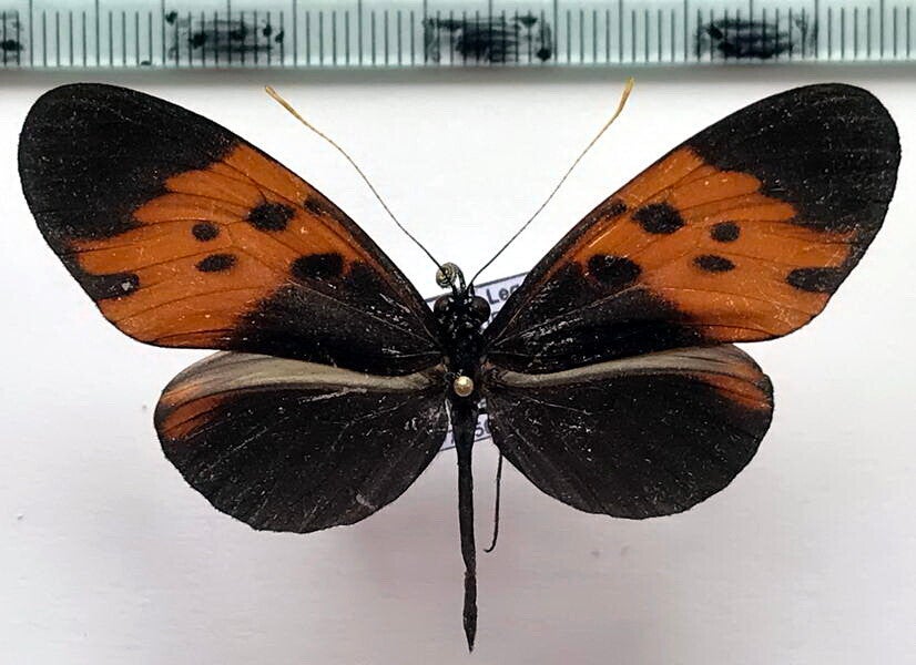 Heliconius numata bicolorata mâle A1- Equateur | cahurel.fr