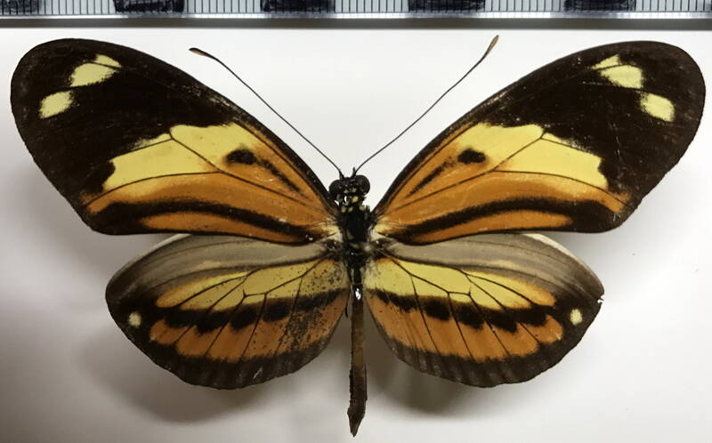 heliconius_numata_ethra_m_br-standard.jpg
