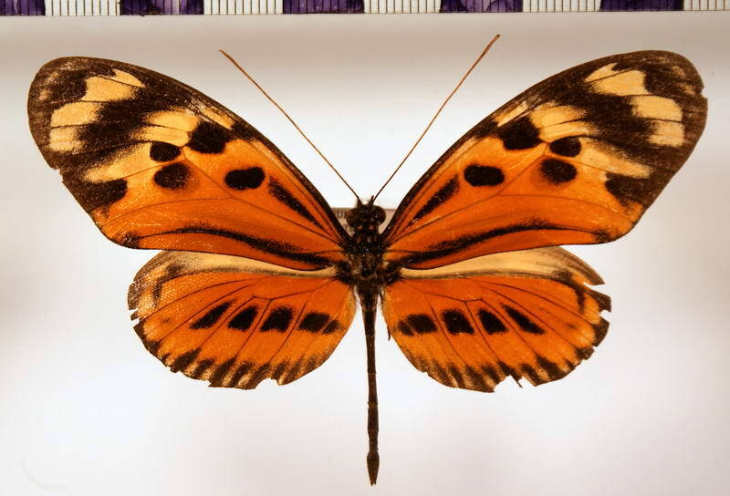 heliconius_numata_euphone_f-laura-standard.jpg