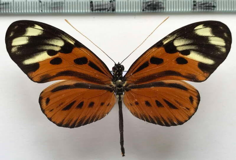 heliconius_numata_euphone_f-laura_m02_eq-standard-iaegkn.jpg