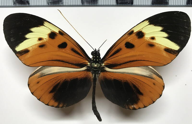 heliconius_numata_euphone_m03_eq-standard-jh9yis.jpg