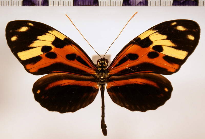 heliconius_numata_f-melanops-standard.jpg