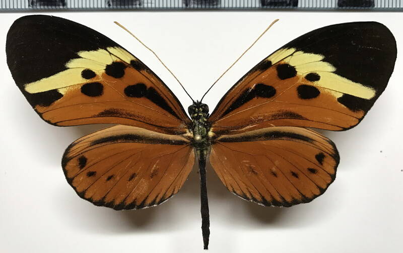 heliconius_numata_lenaeus_eq-standard.jpg