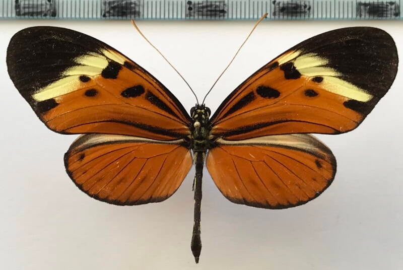 heliconius_numata_lenaeus_m02_eq-standard.jpg